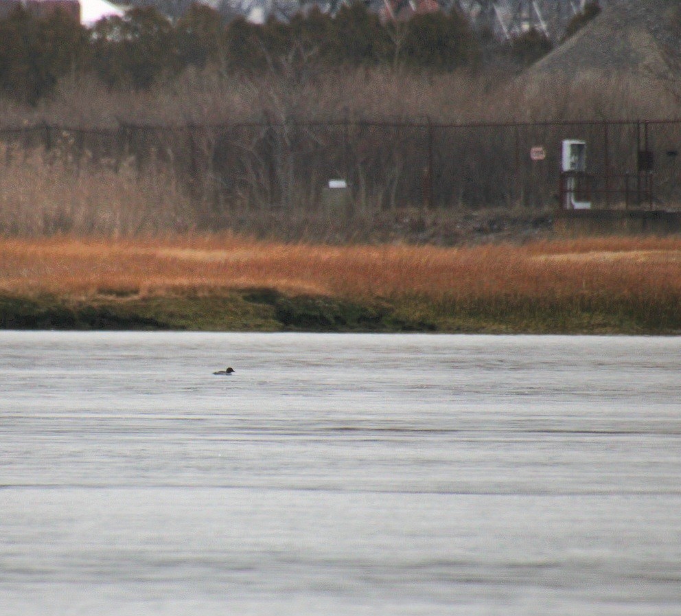 Гоголь зеленоголовий - ML647562501