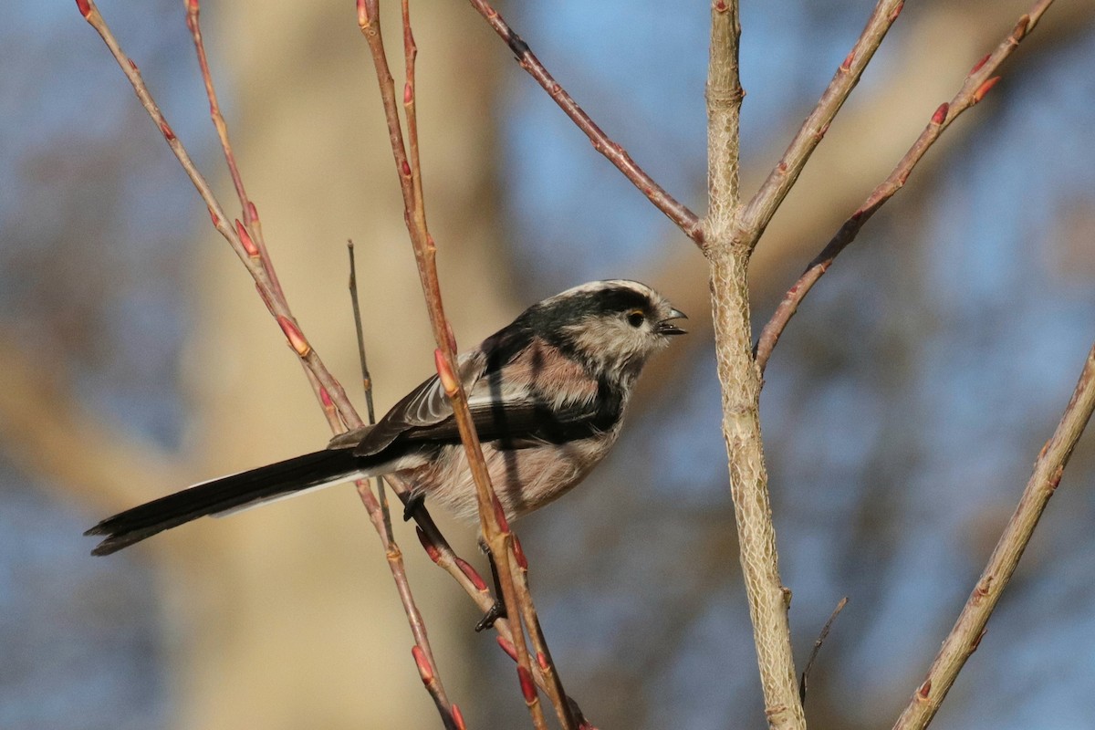 Синиця довгохвоста - ML647562502