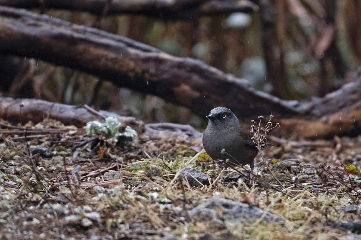 Тинівка тибетська - ML647562503