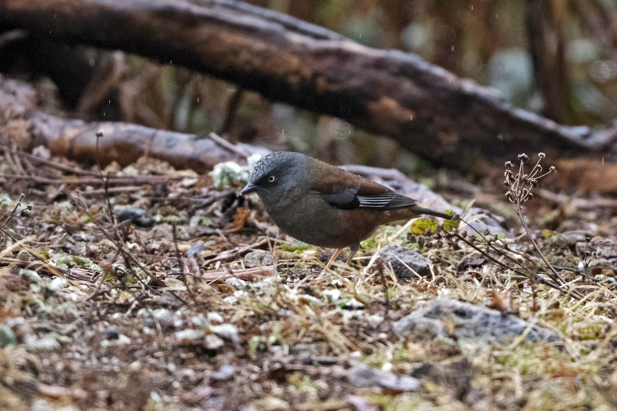 Тинівка тибетська - ML647562504