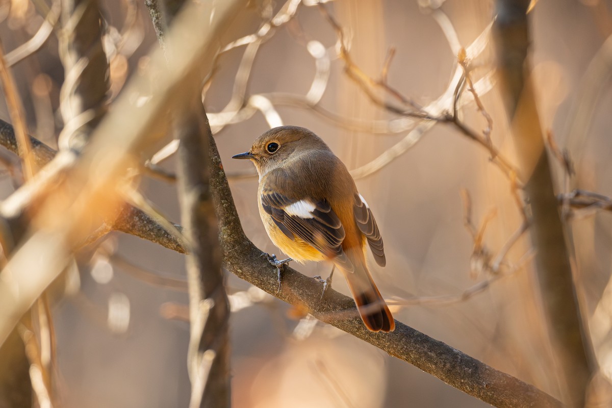 Горихвістка сибірська - ML647562505