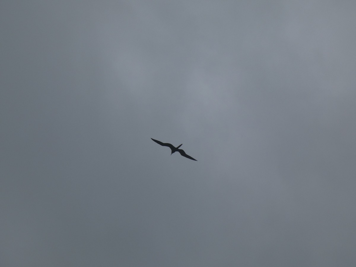 Фрегат карибський - ML647562506