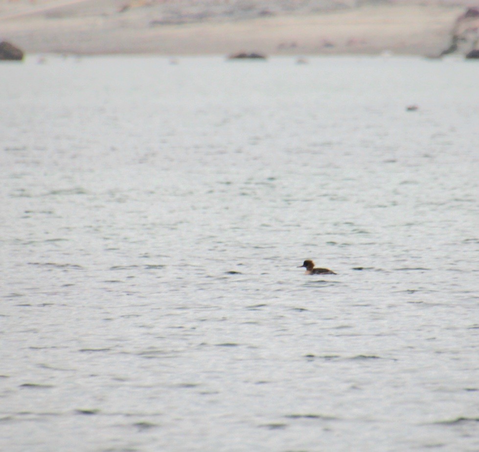 Крех середній - ML647562507