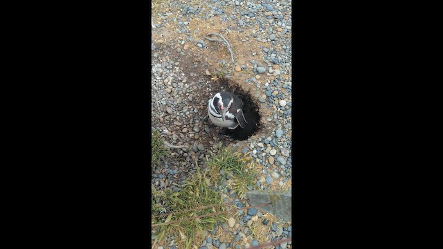 Пінгвін магеланський - ML647562508