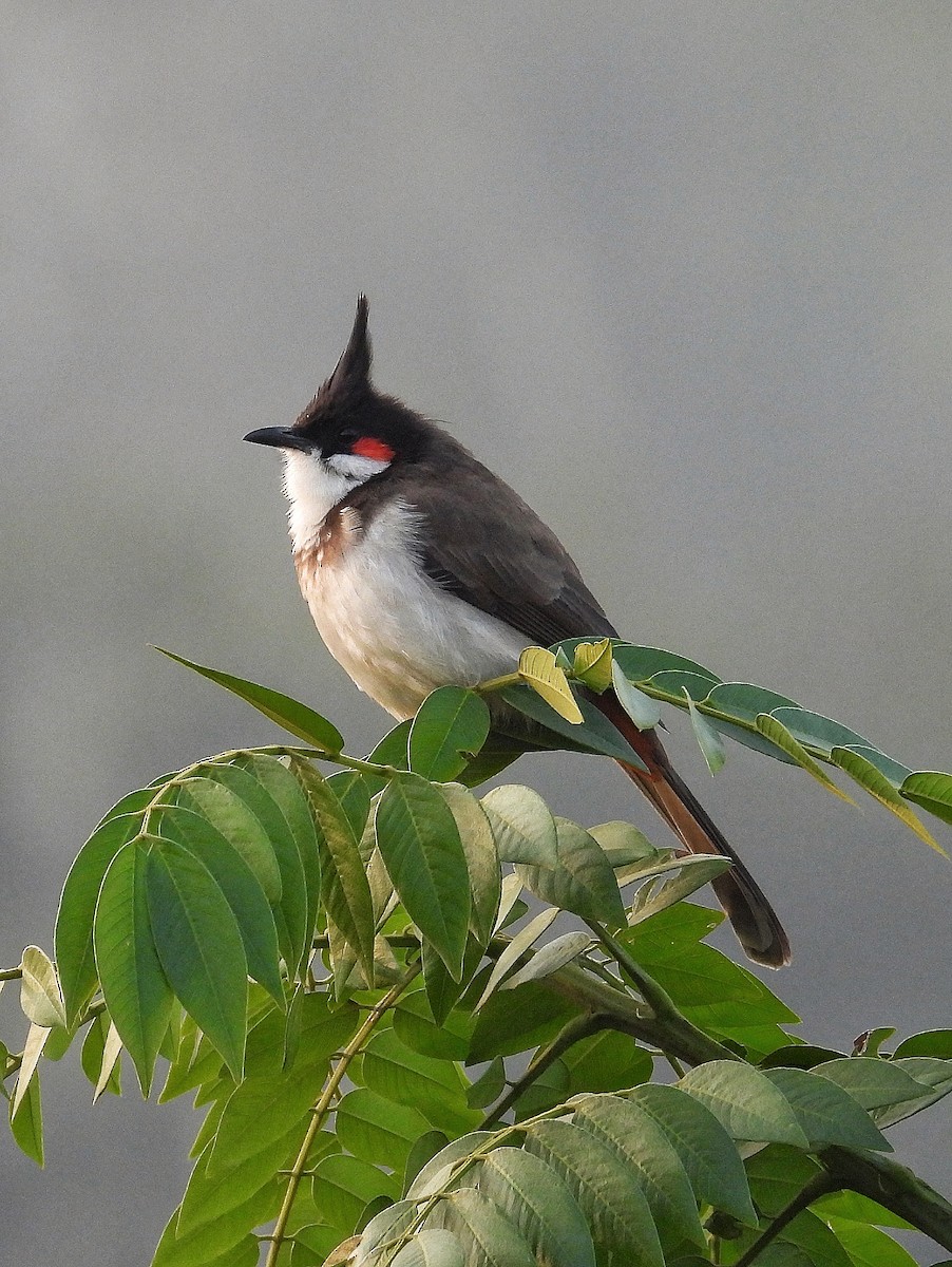 Бюльбюль червонощокий - ML647562509