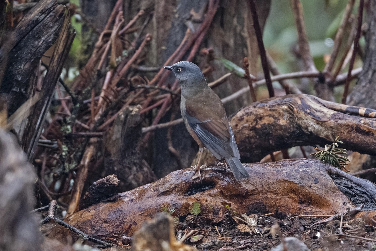 Тинівка тибетська - ML647562510