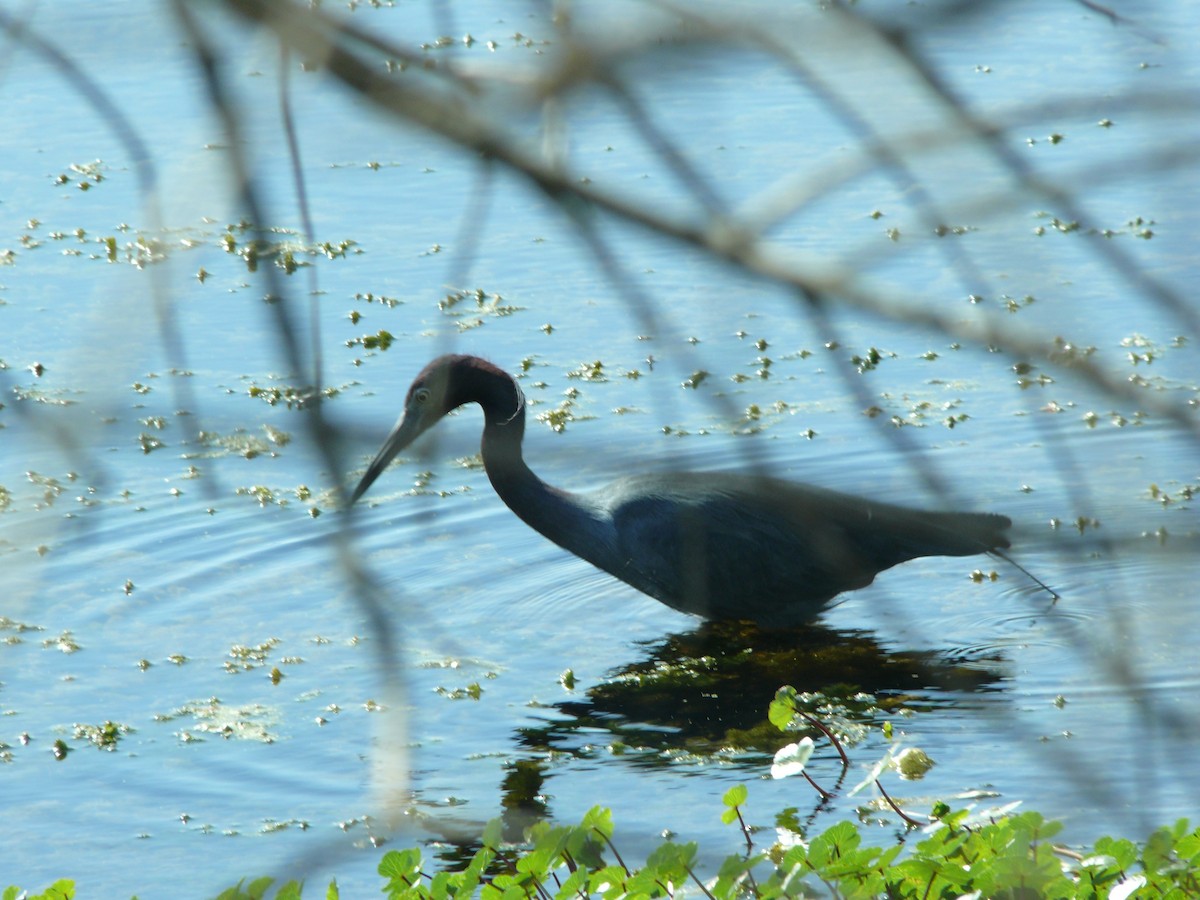 Чепура блакитна - ML647562511