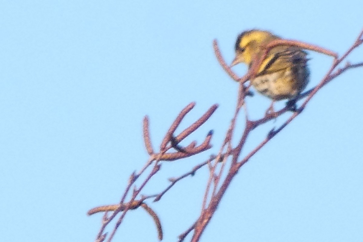 Чиж лісовий - ML647562512