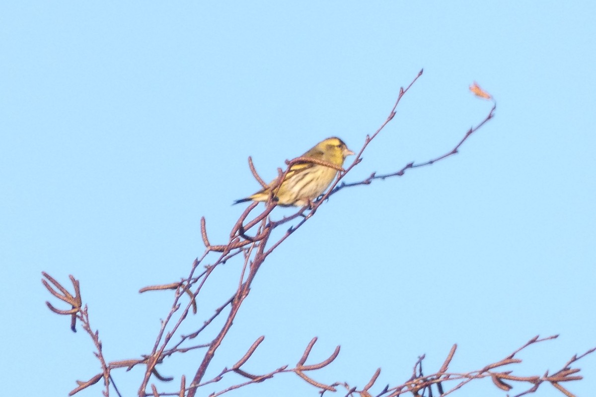 Eurasian Siskin - ML647562527
