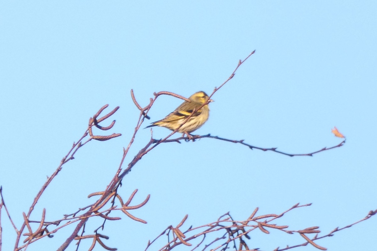 Eurasian Siskin - ML647562536