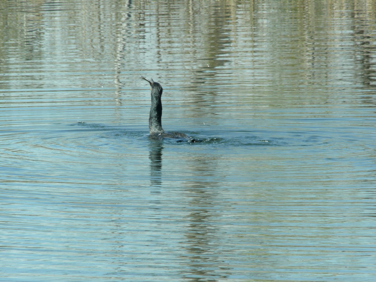 totoppskarv - ML647562558