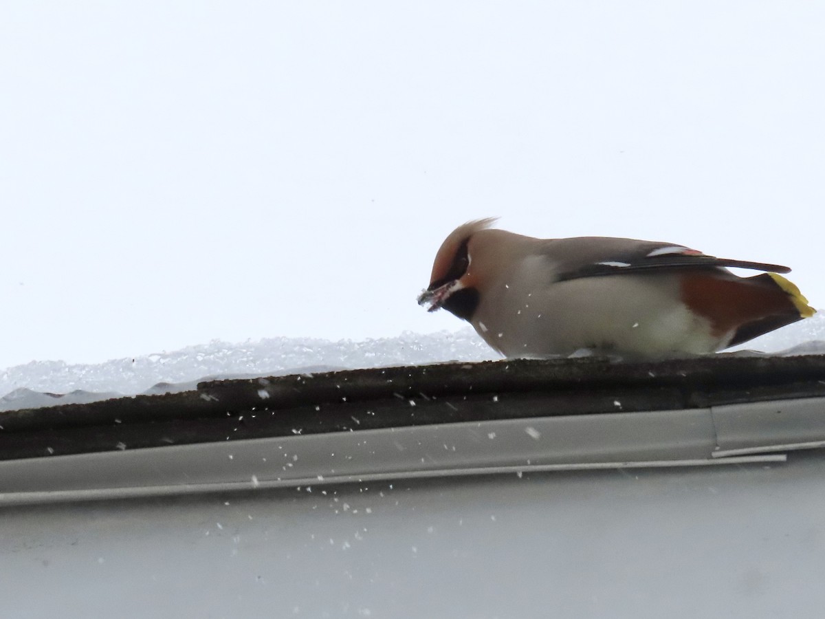 黃連雀 - ML647562559