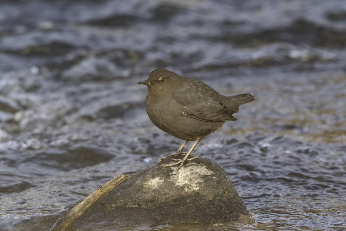 American Dipper - ML647562582