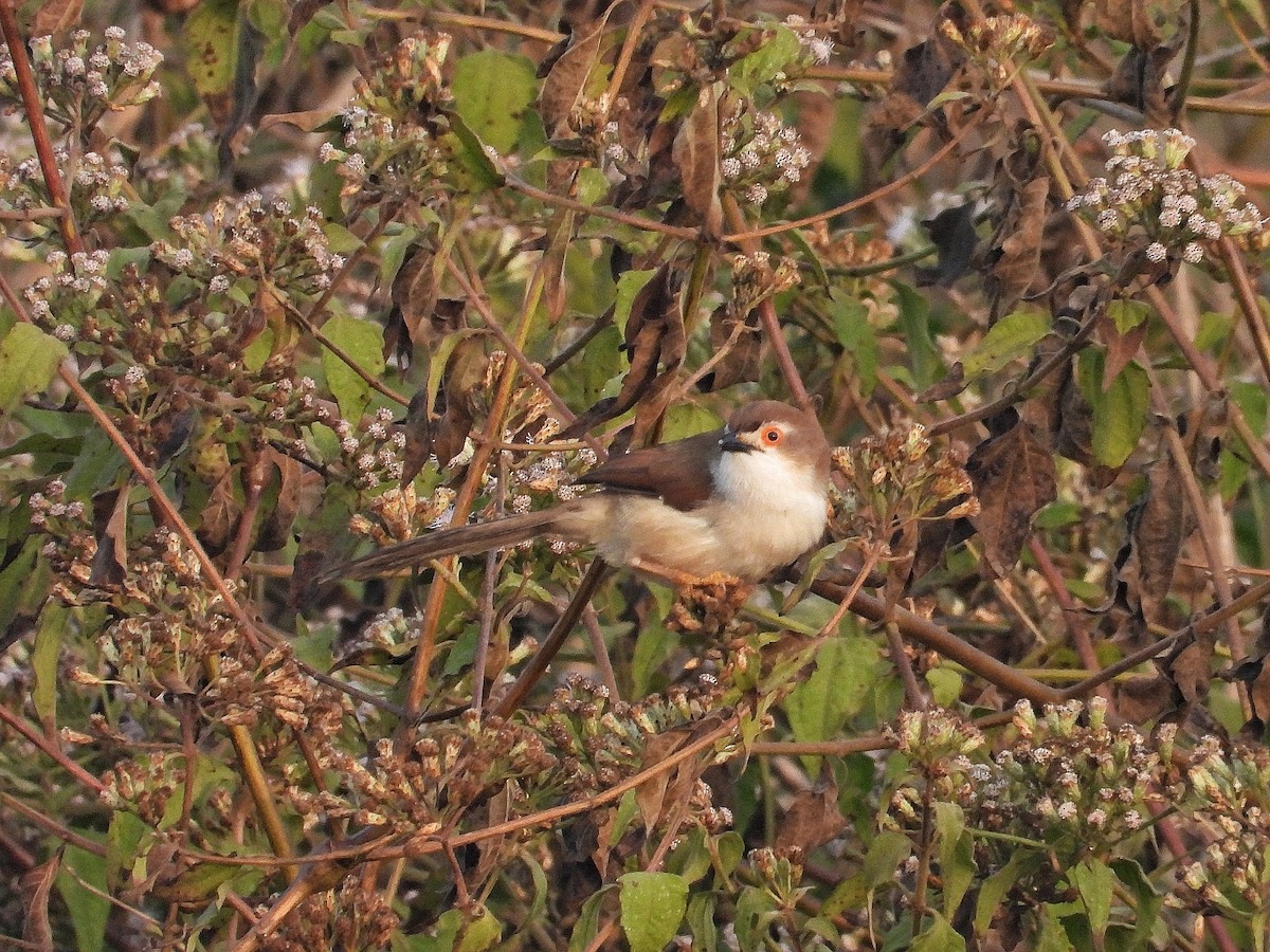 Timalí Ojigualdo - ML647562587