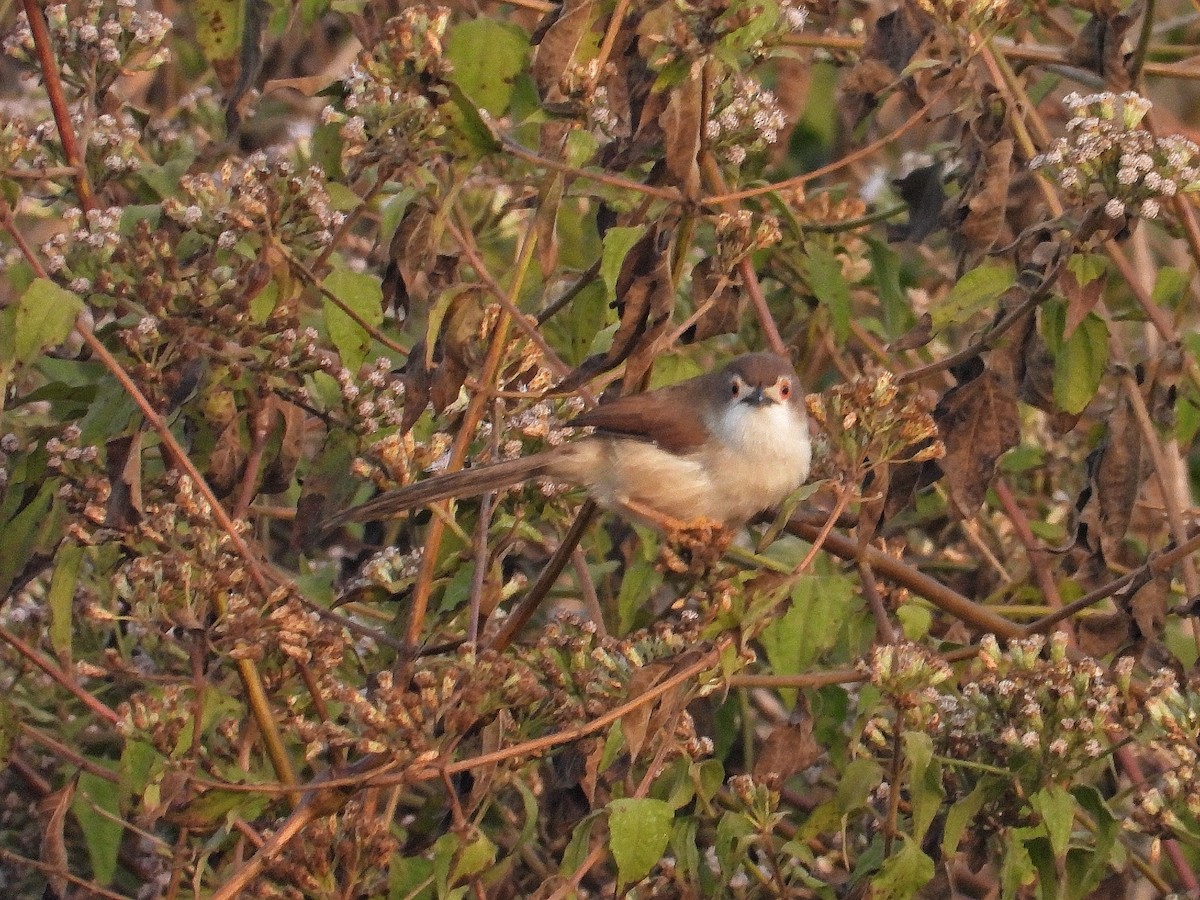 Timalí Ojigualdo - ML647562588