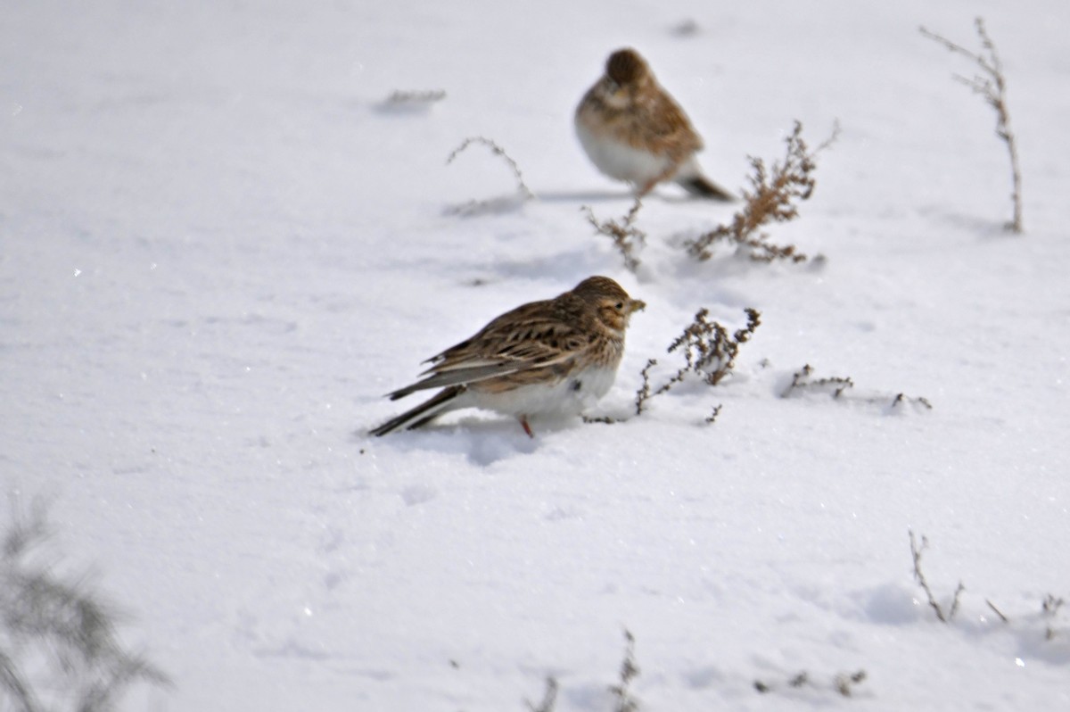 Turkestan Short-toed Lark - ML647562590