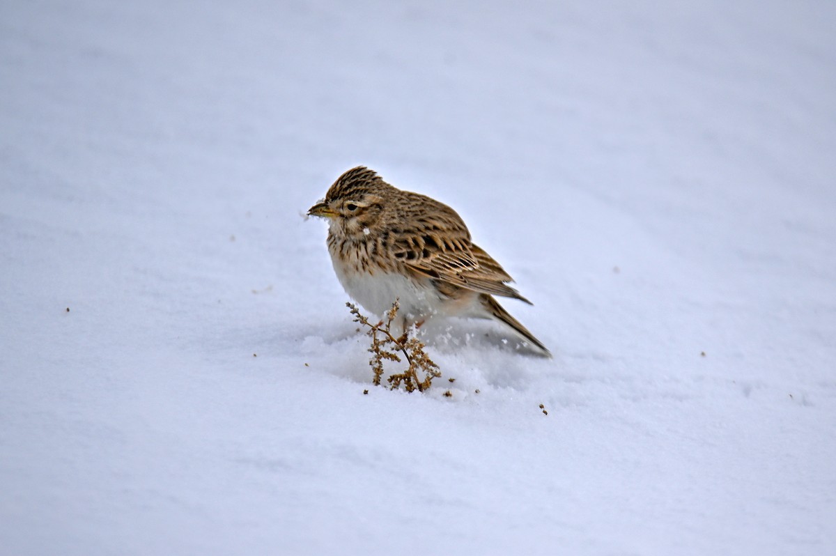 Turkestan Short-toed Lark - ML647562591