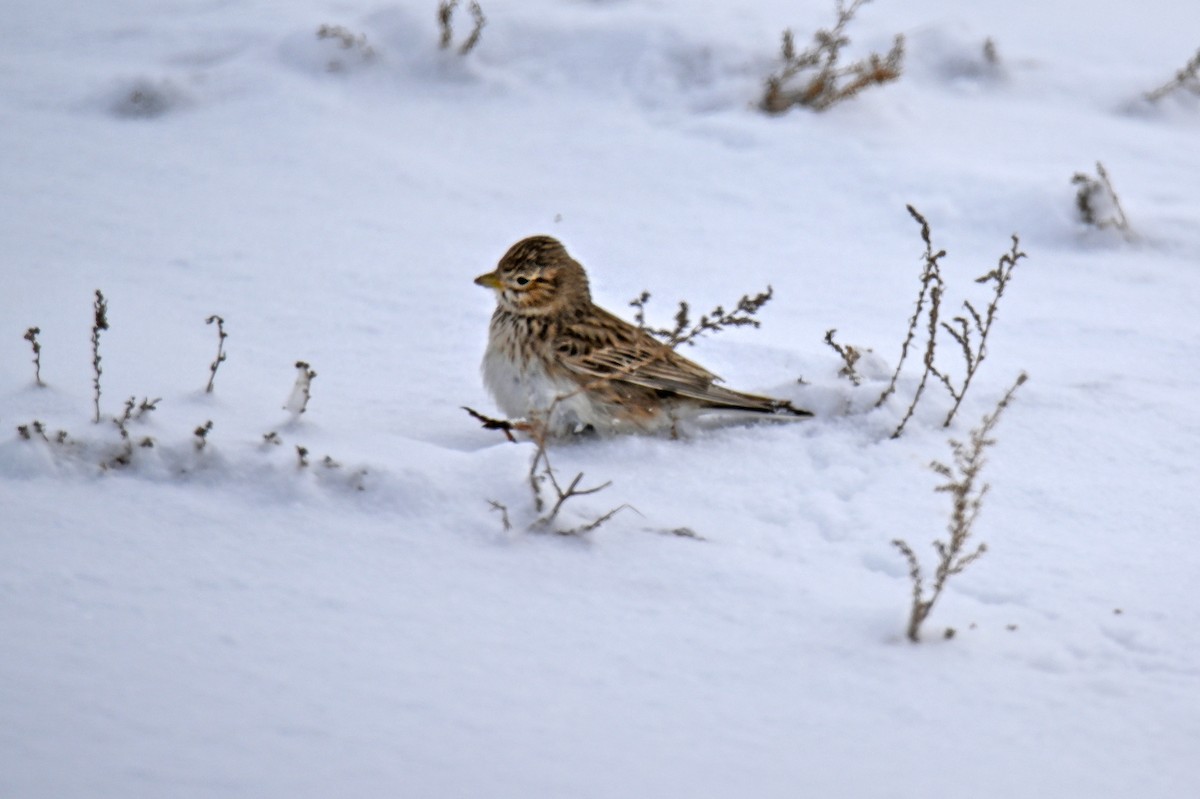 Turkestan Short-toed Lark - ML647562592