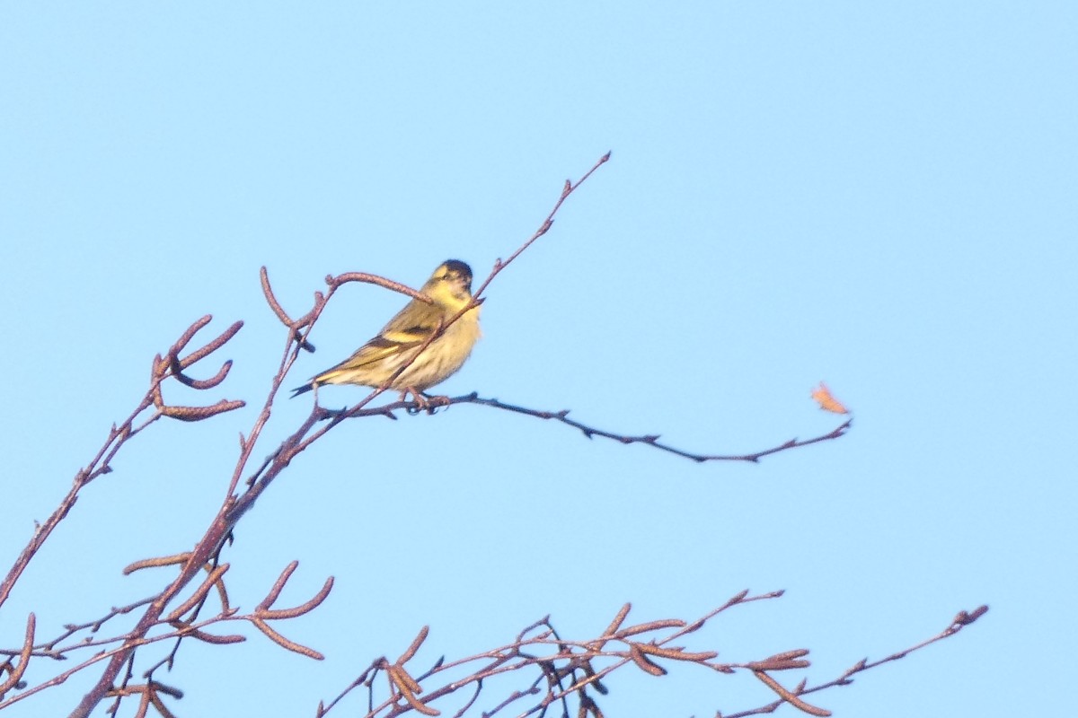 Eurasian Siskin - ML647562596