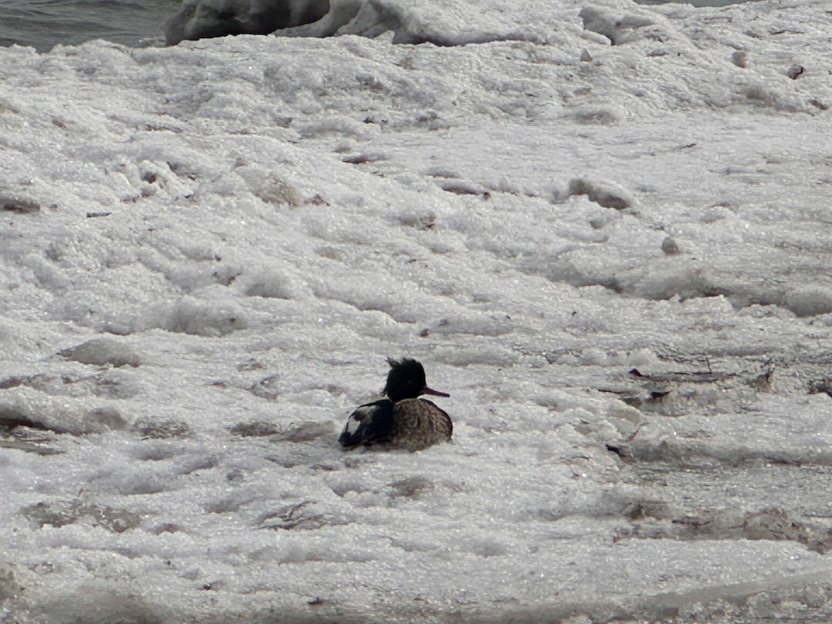 Red-breasted Merganser - ML647562656