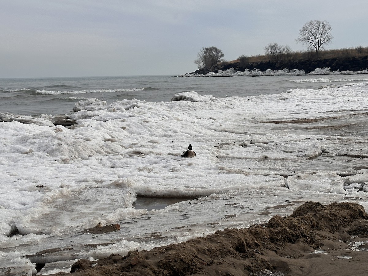 Red-breasted Merganser - ML647562657