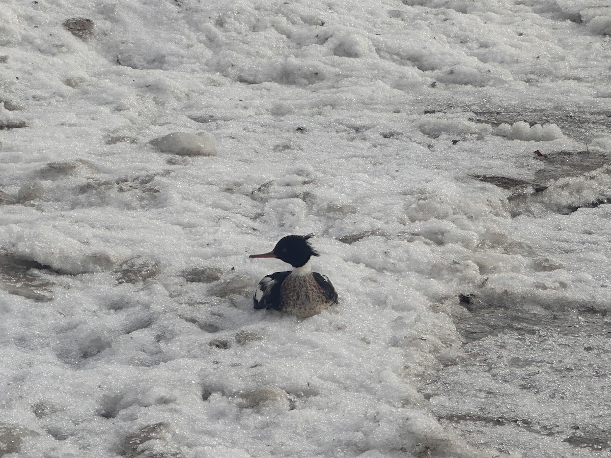 Red-breasted Merganser - ML647562658