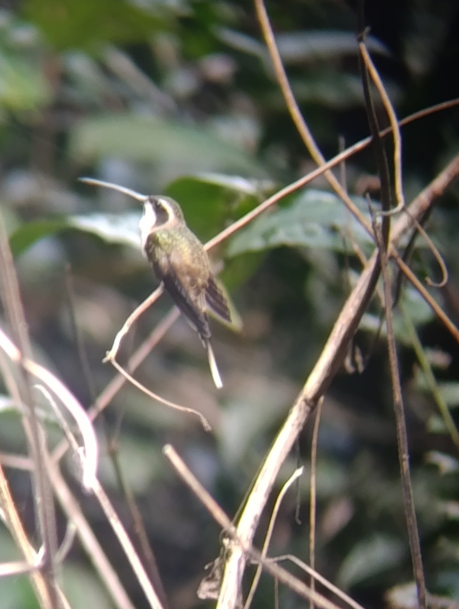 Ermitaño Ventripálido - ML647562672