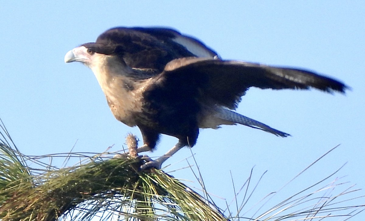 Crested Caracara (Northern) - ML647562683