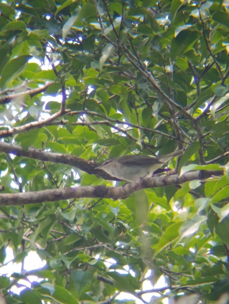 Красноглазый виреон - ML647562724