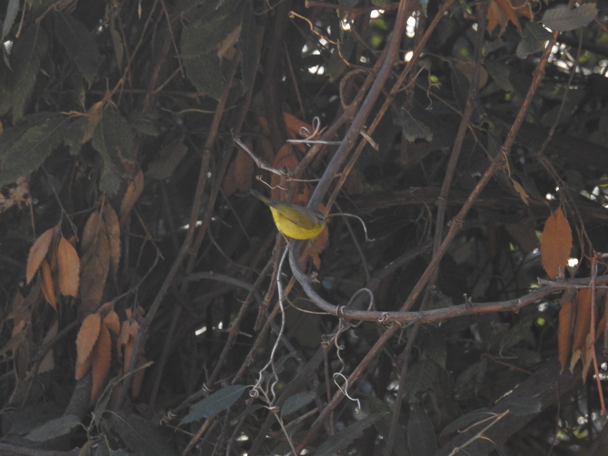 Gray-hooded Warbler - ML647562728