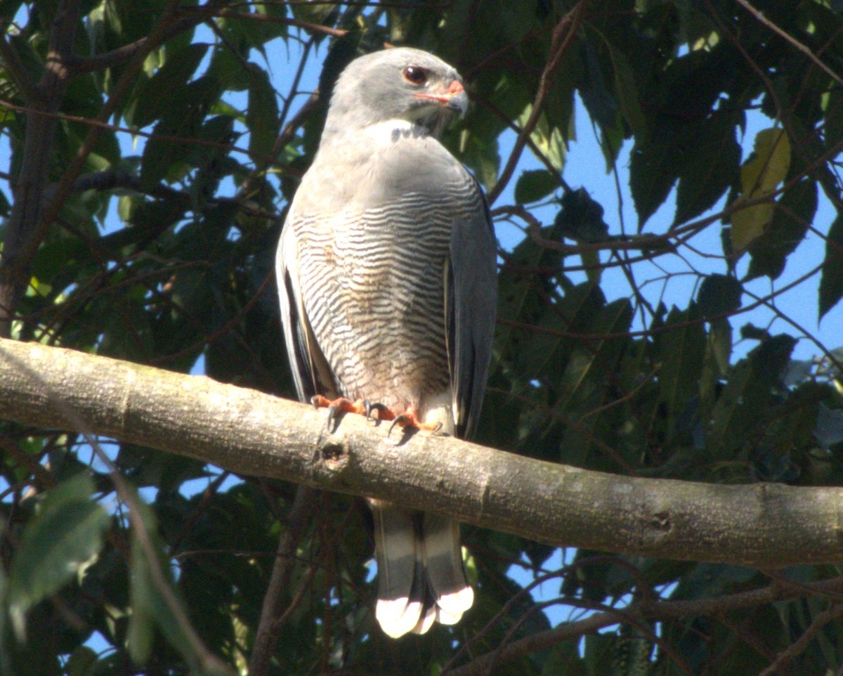 Lizard Buzzard - ML647562761