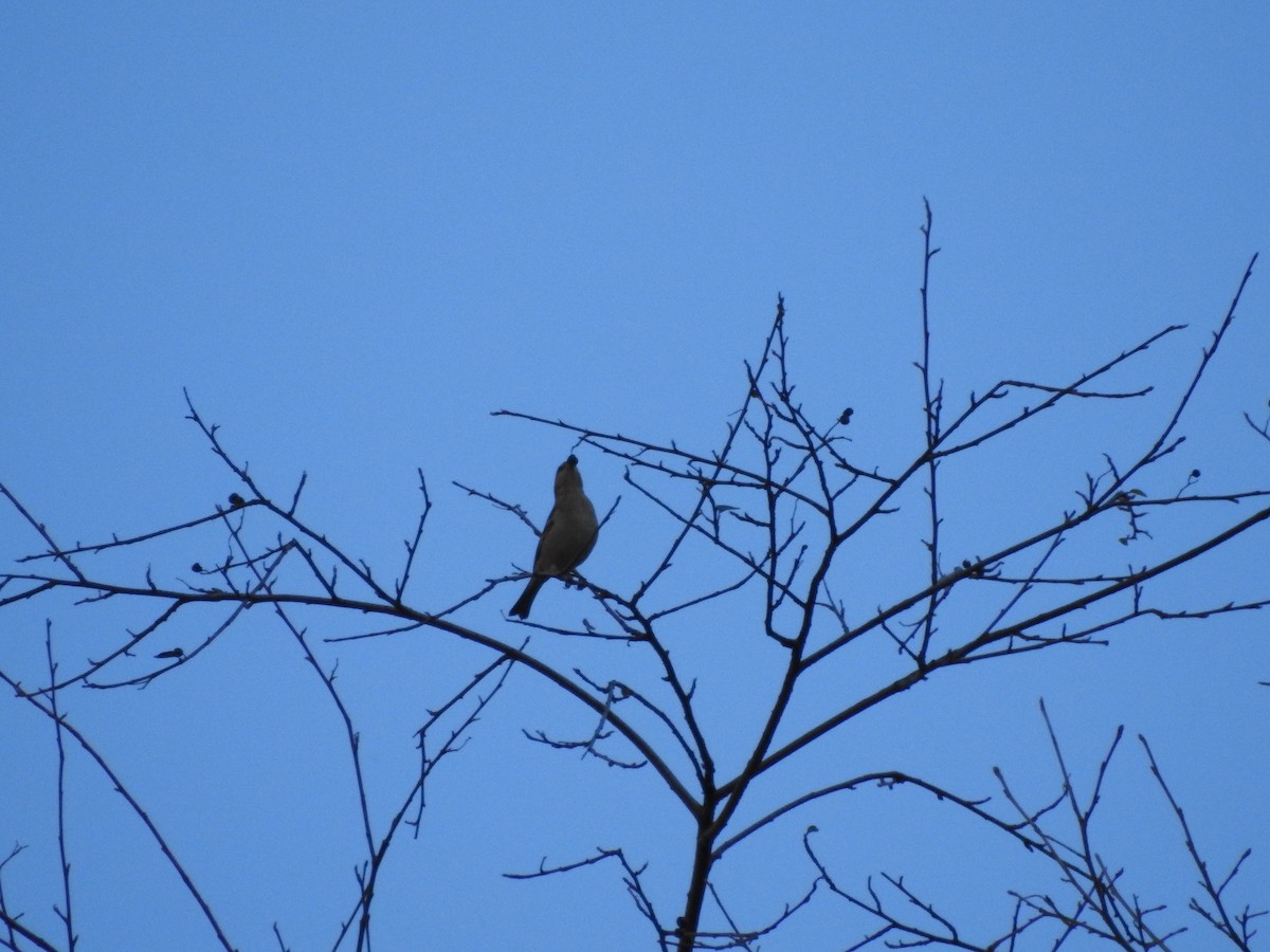 Russet Sparrow - ML647562767