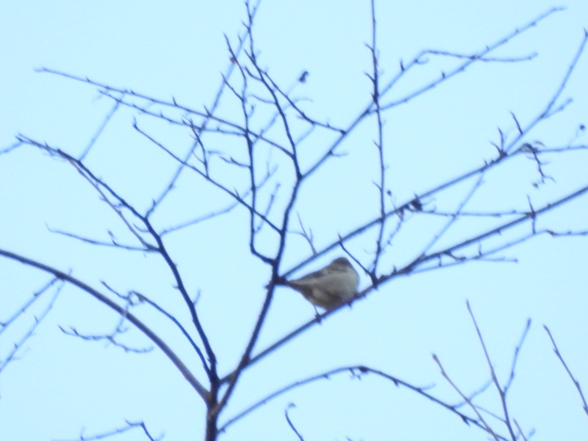 Russet Sparrow - ML647562768