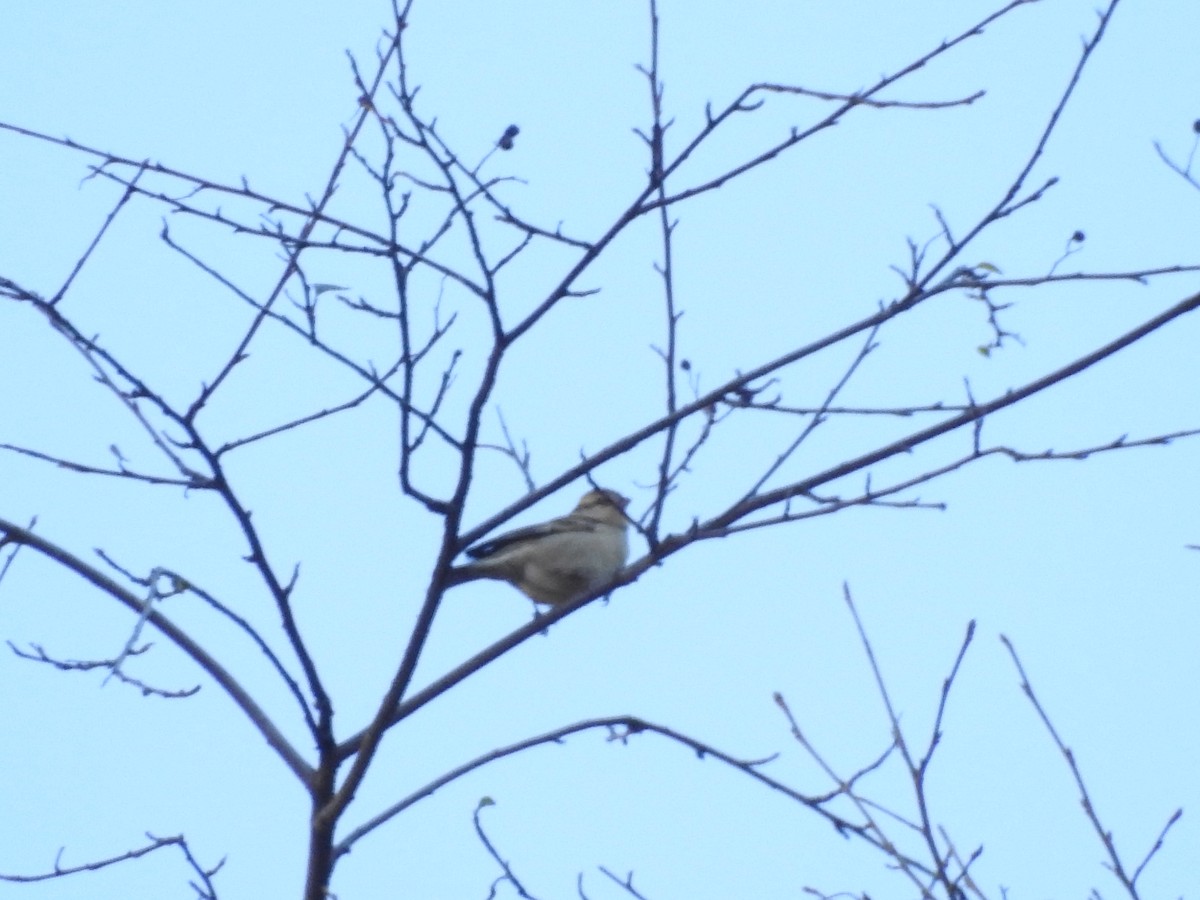 Russet Sparrow - ML647562769