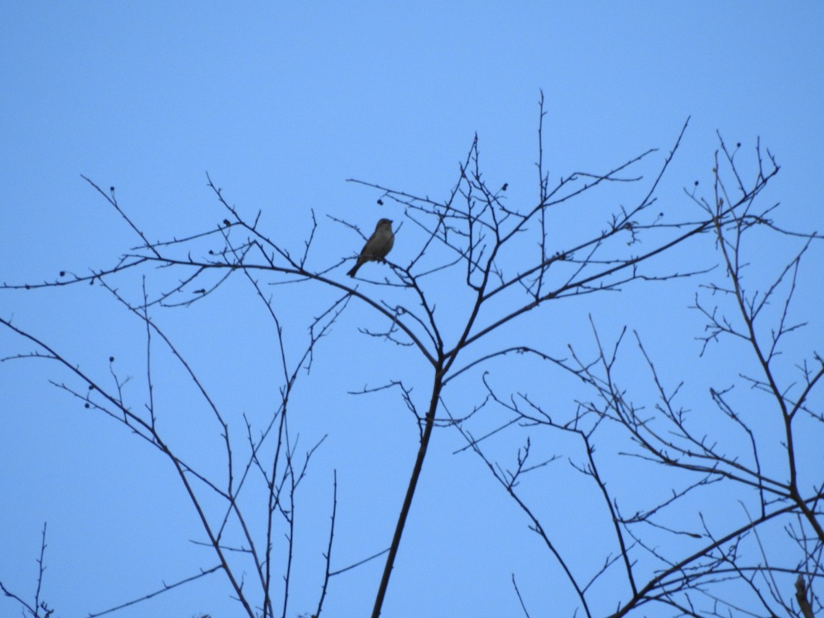Russet Sparrow - ML647562770