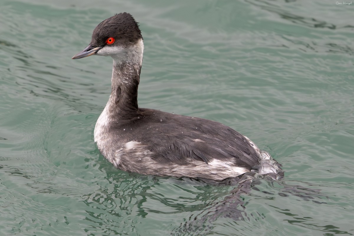 potápka černokrká - ML647562775