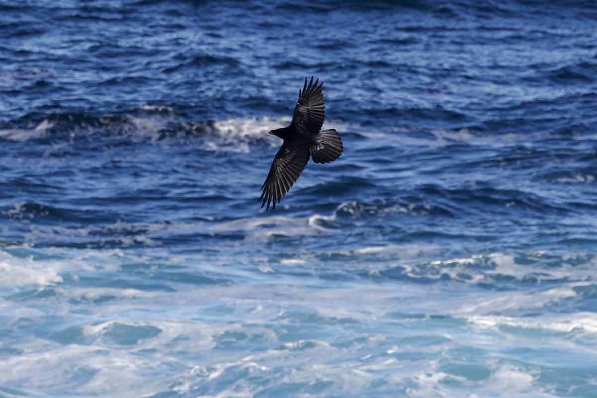 ワタリガラス - ML647562798