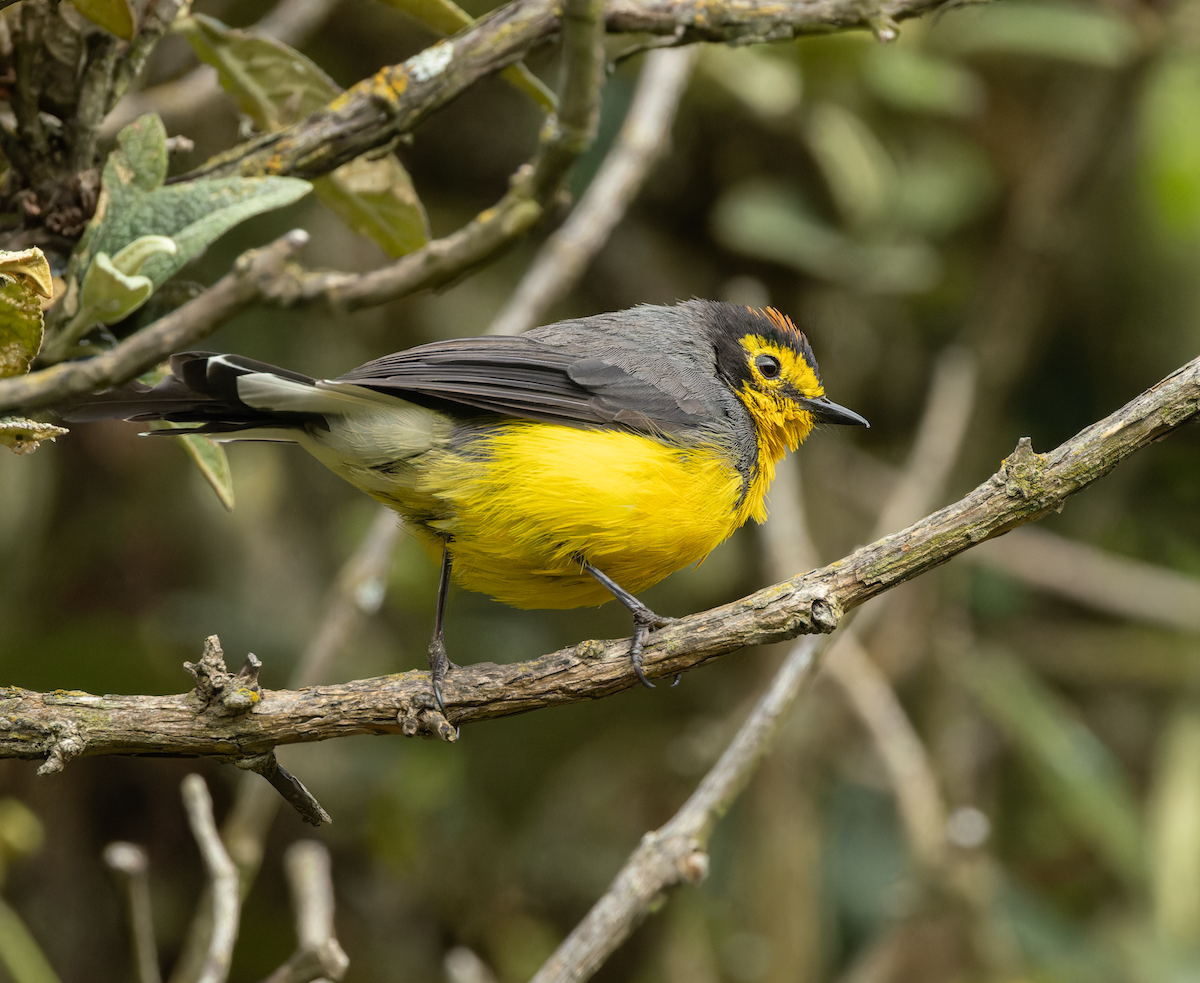 Spectacled Redstart - ML647562837