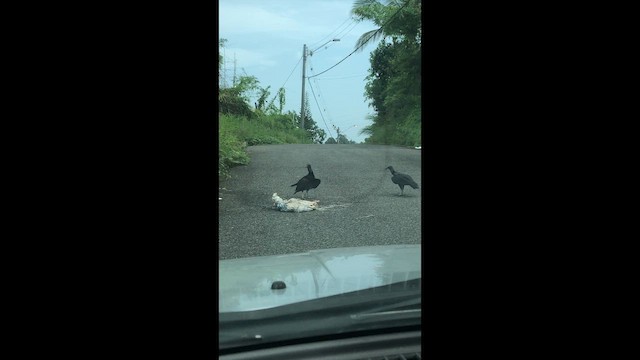 kondor havranovitý - ML647562857