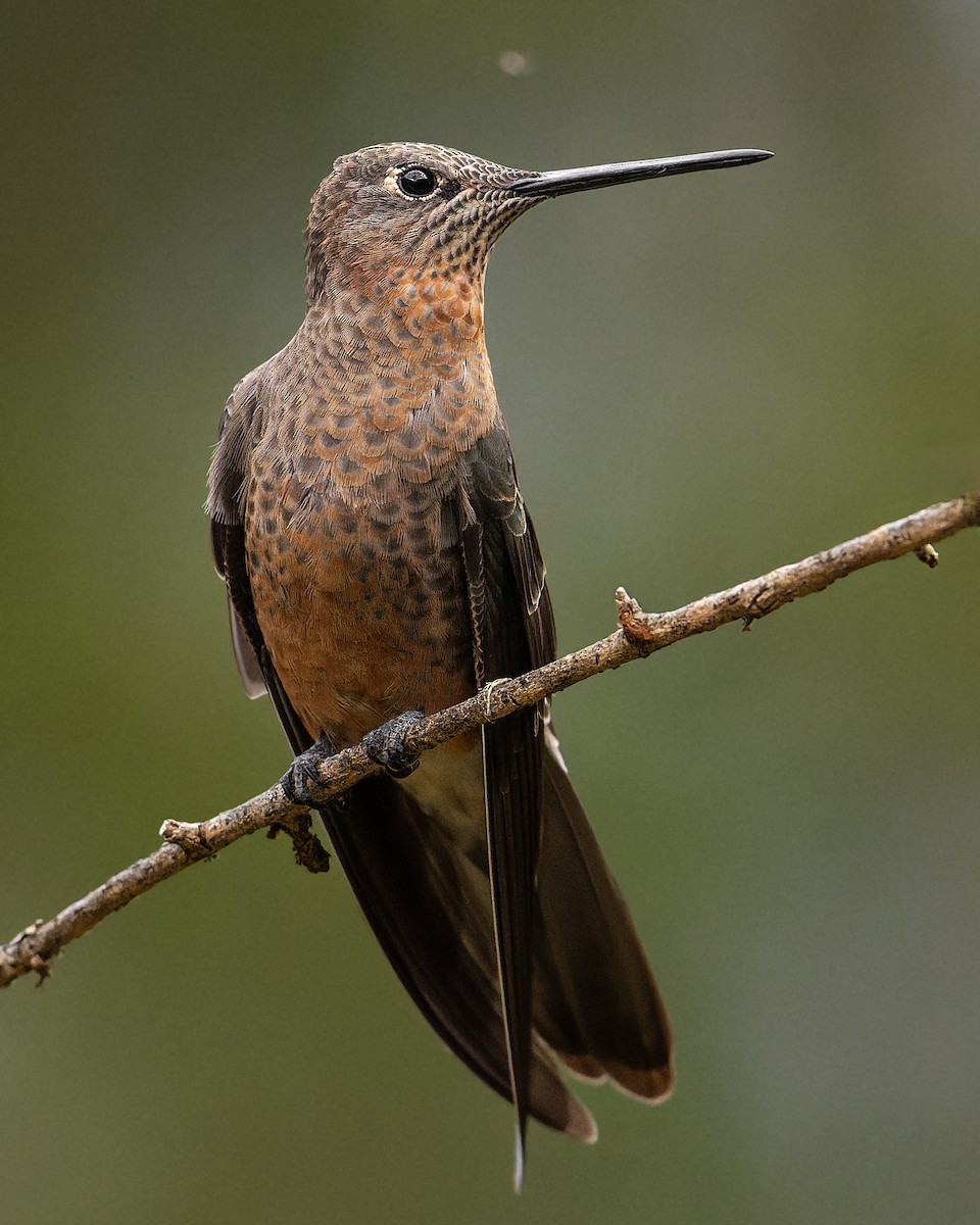 Giant Hummingbird - ML647562860