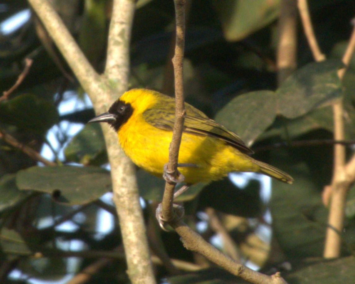Slender-billed Weaver - ML647562890