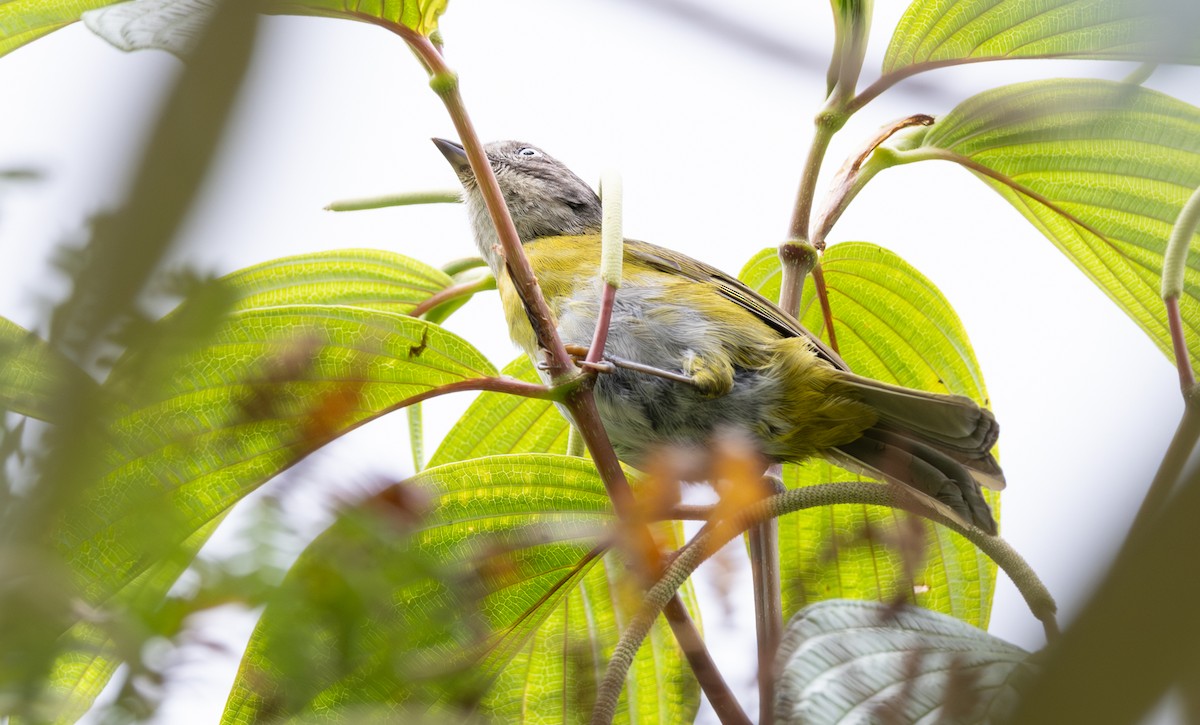 Common Chlorospingus (Northern Andes) - ML647562895