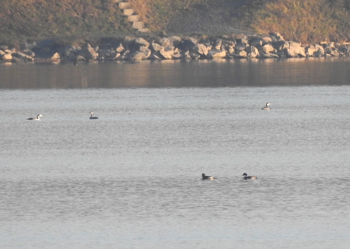 מרגון גמדי - ML647562897