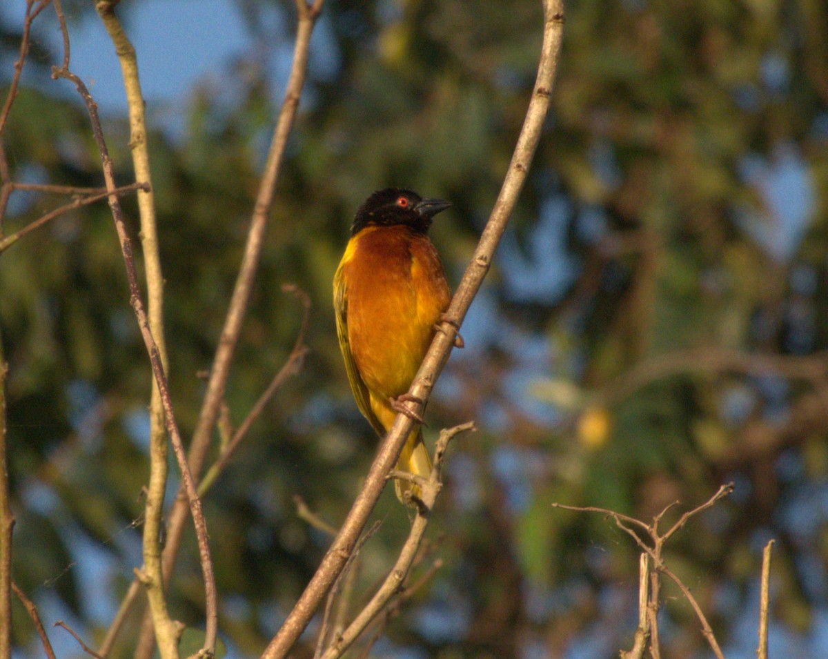 Golden-backed Weaver - ML647562909