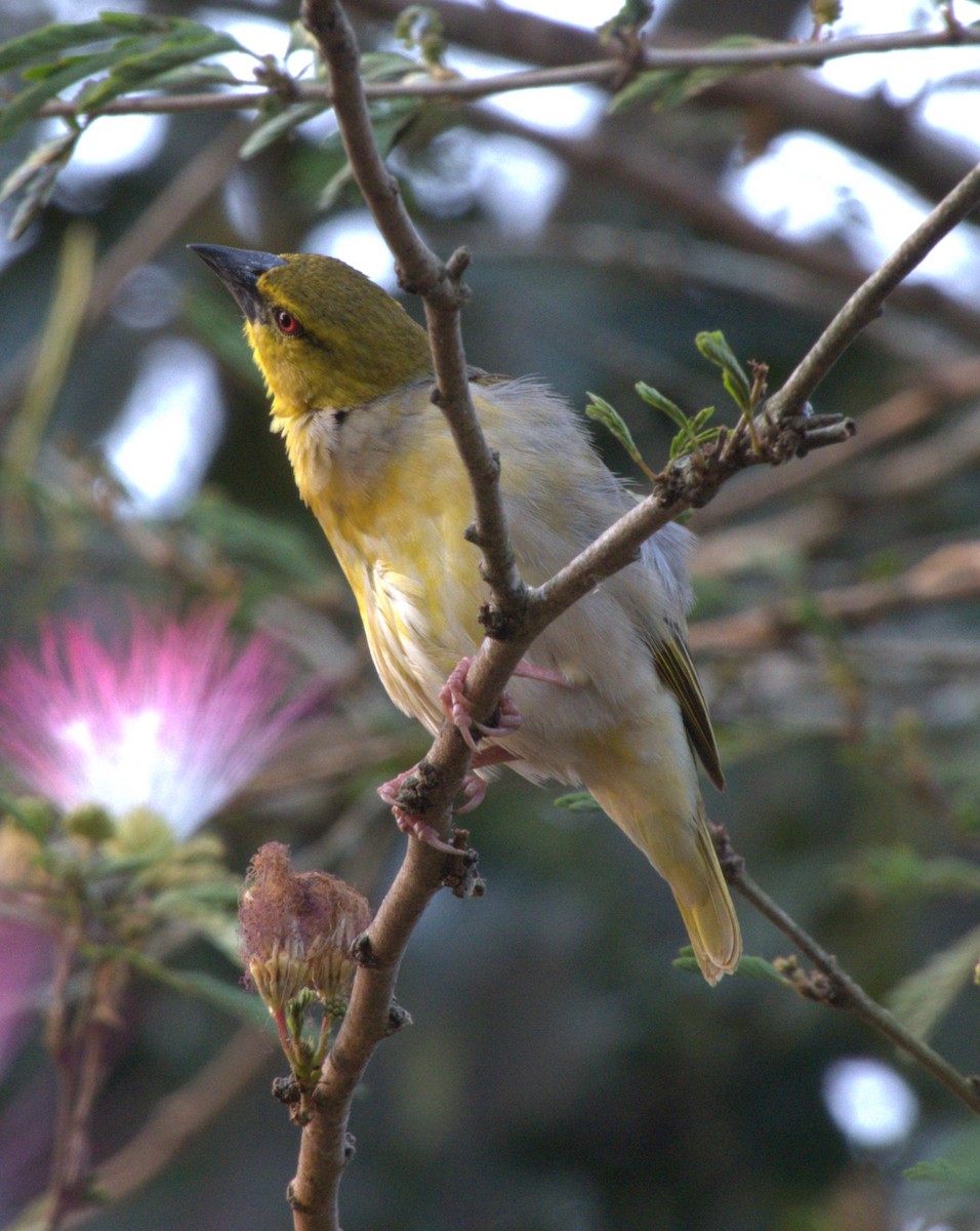 Golden-backed Weaver - ML647562911