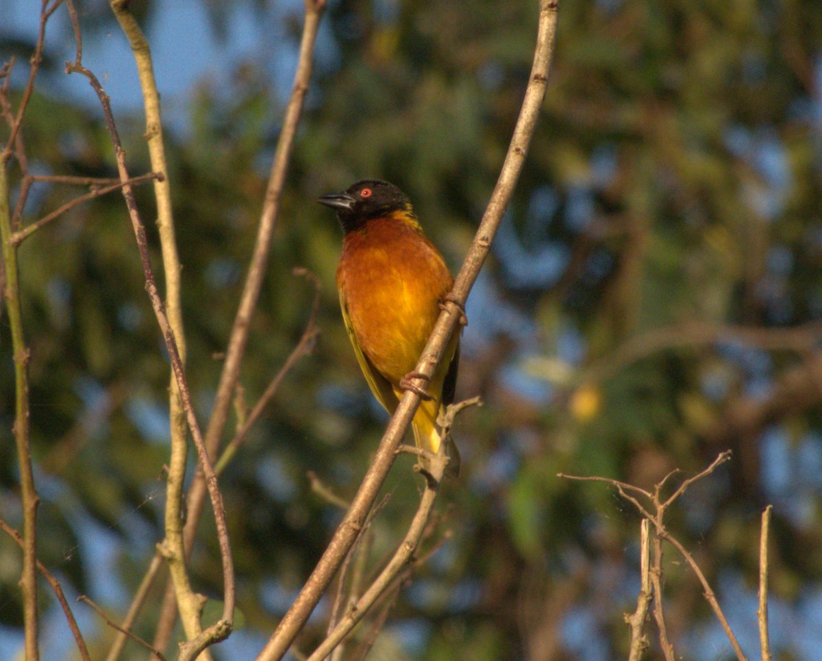 Golden-backed Weaver - ML647562912