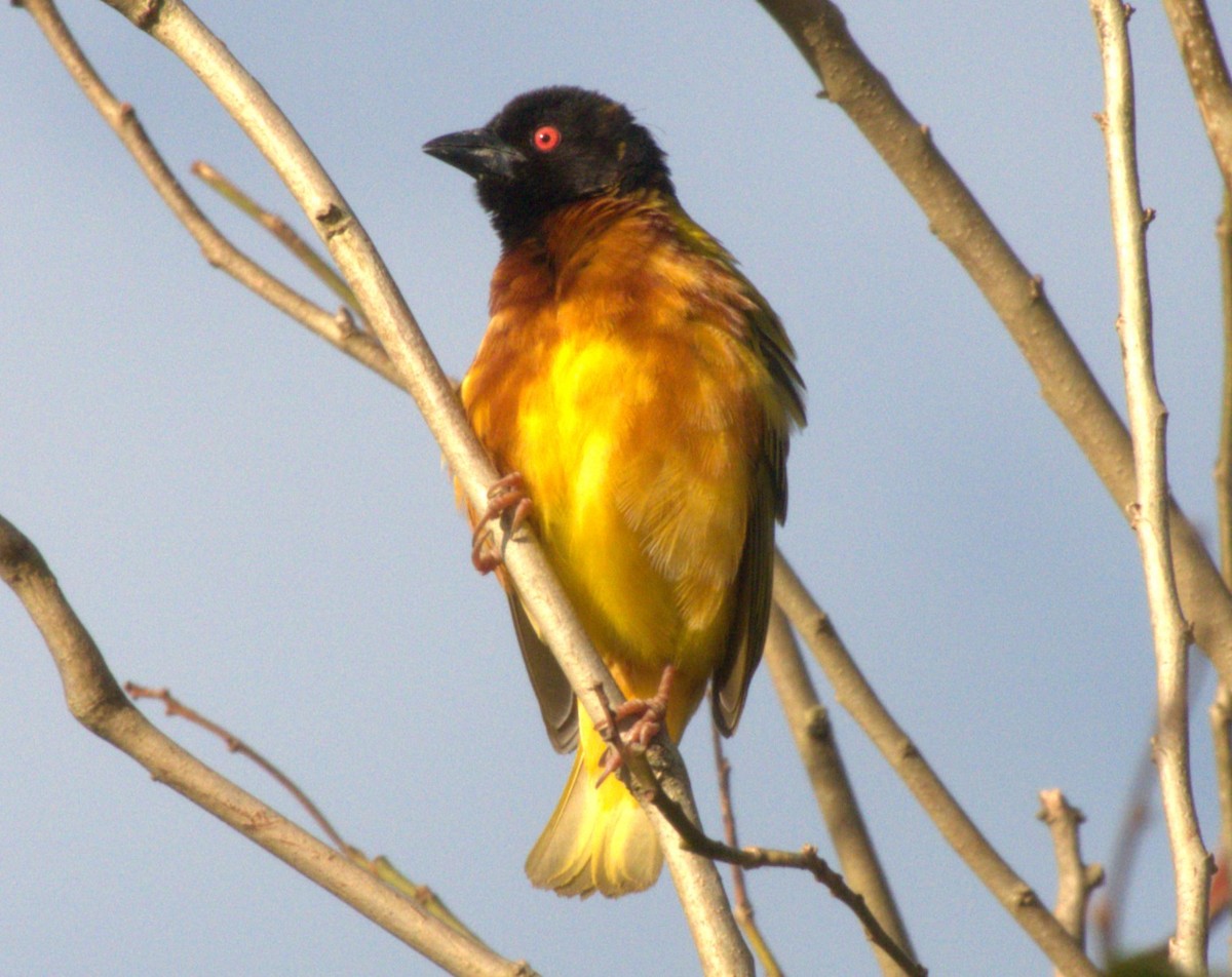Golden-backed Weaver - ML647562913