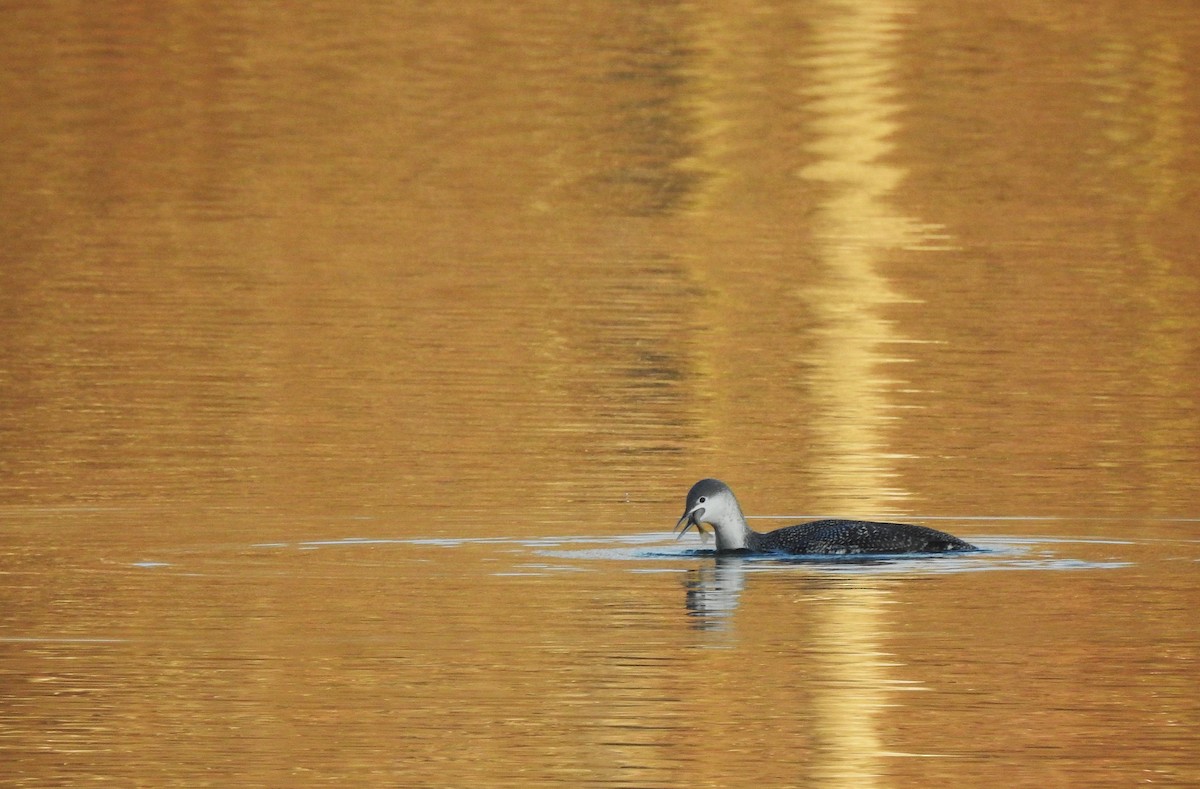 紅喉潛鳥 - ML647562924