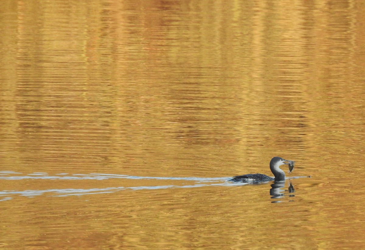 紅喉潛鳥 - ML647562925