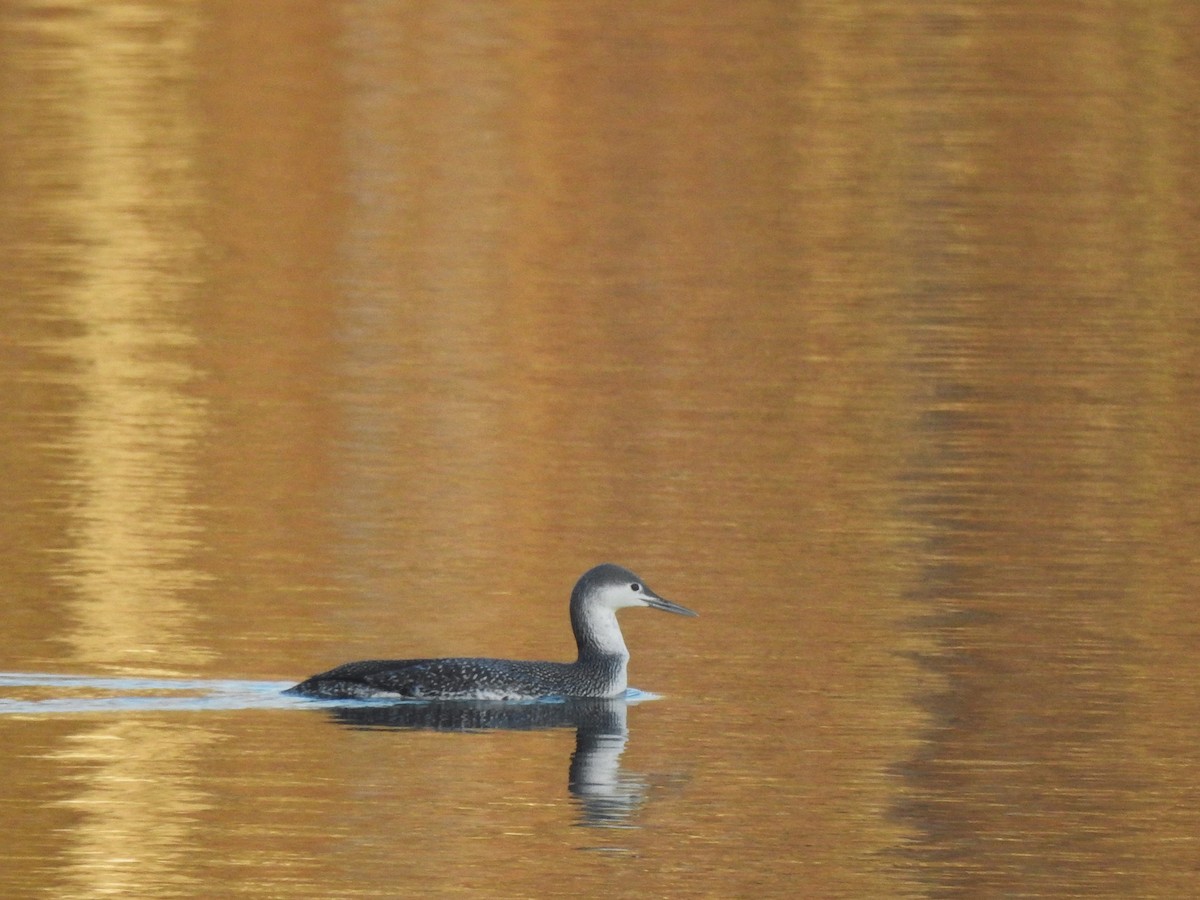 紅喉潛鳥 - ML647562928